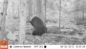 Trail Camera Photos